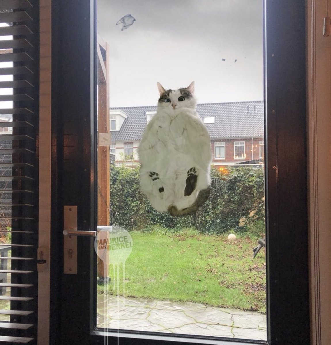 place where cat shouldn't be