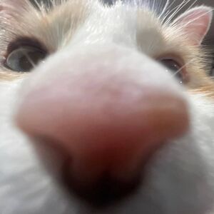 Котицид